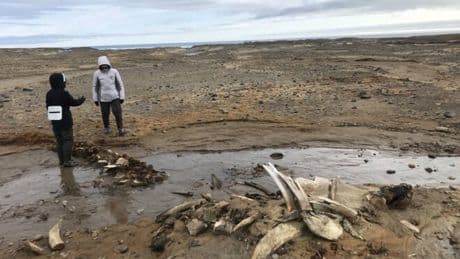 Los glaciares rusos se derriten y dejan a la vista enormes huesos prehistóricos que no deberían estar ahí