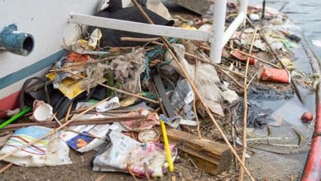 Les vestiges de trente ans de pollution plastique retrouvés dans les nids des foulques d’Amsterdam