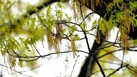 Spring allergies are back. Here's how to check pollen levels and keep from sneezing