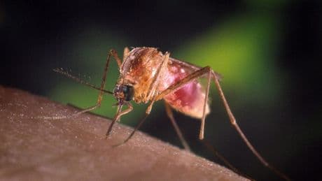West Nile: cresce l’allerta con 8 ricoveri in Campania e altri due casi nel Lazio