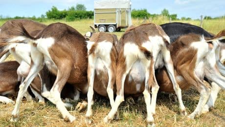 Tierschutzskandal: Immer mehr vermisste Ziegen am Ammersee