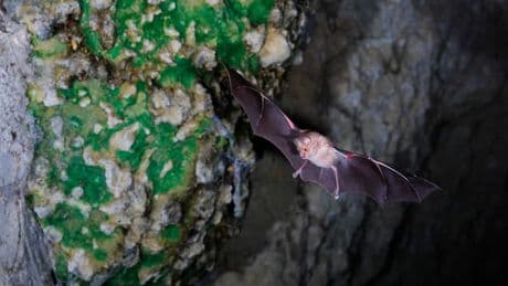 Des centaines de personnes potentiellement exposées à la rage après avoir dormi dans des chalets infestés de chauves-souris aux États-Unis