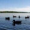 Badegewässer: Gute Wasserqualität zum Baden in Brandenburg - mit Ausnahmen