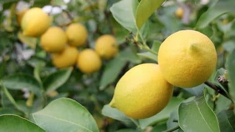 Limon cep yakıyor: Adedi 24 lira
