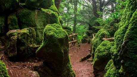 Magical UK forest that inspired Lord of The Rings and Harry Potter with just £10 tickets