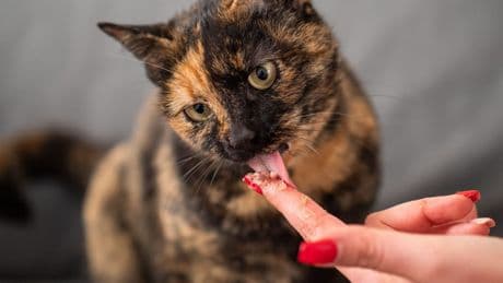 Gesunde Snacks für Katzen: Daran erkennen Sie gute Zutaten