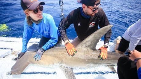 How Miami’s Waters Are A Lifeline For Hammerheads