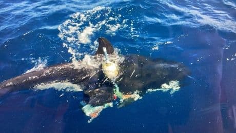 Rescatados los tripulantes de un catamarán dañado por tres orcas