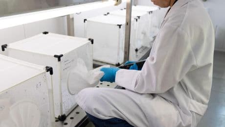 Encuentran mosquitos portadores del virus del Nilo en dos pueblos de Sevilla: se descartan casos en humanos