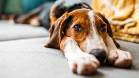 Five dogs have died and more than 20 fell sick in California. Researchers suspect a toxic algae is to blame