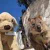 Kuscheltier sucht Familie: Vergessener Plüschhund Jack wird Internetstar in Australien