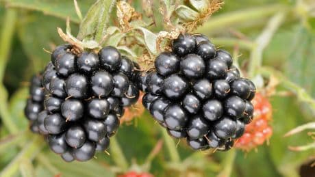 Scottish research institute introduces newest blackberry variety