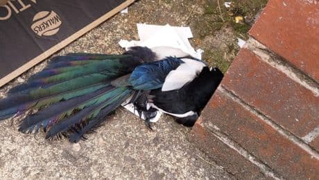 Magpie euthanised after getting stuck in illegal glue trap