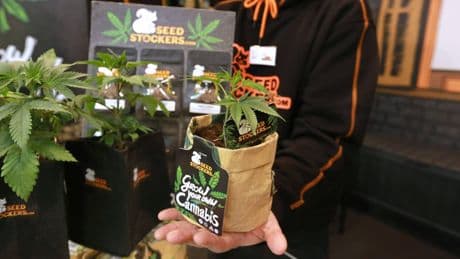 Cannafair Düsseldorf: Messe erwartet Rekordbesucherzahl – alle Infos