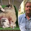 ‘Ze zijn moordenaars, moorde-naars’: Nederlander die wolf doodschoot blij met nieuwe regels