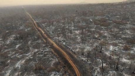 Incendies, agriculture et industrie minière… La destruction des forêts tropicales atteint un funeste record