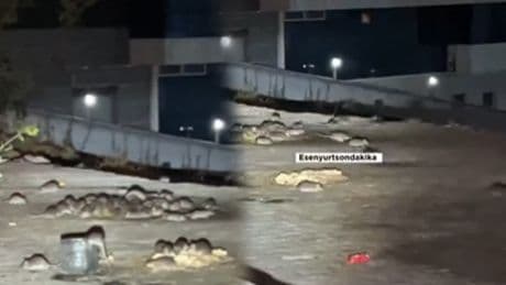 Burası Paris değil Esenyurt! İlçeyi fareler bastı...
