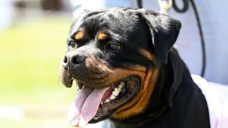 Un enfant de 9 ans mordu à mort par le rottweiler de la famille dans le Loiret