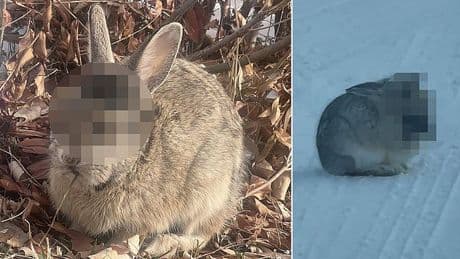 Panic spreads as more 'Frankenstein' rabbits with face-tentacles appear in two more US states