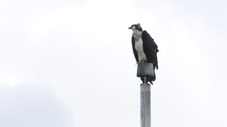 Federally protected birds force Minnesota high school football team to rearrange schedule