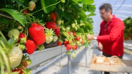 Landwirtschaft: Erdbeerernte läuft an - Früchte in "Top-Qualität" erwartet