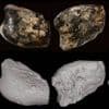 Archeologen vinden schedels van menselijke voorouder op Indonesische zeebodem