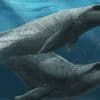 Australie : des paléontologues font la découverte d'une baleine préhistorique aux dents acérées
