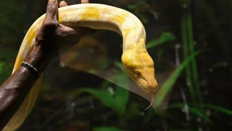 Man's agonising final moments in 'suicide by snake' as he's suffocated and drowned in blood