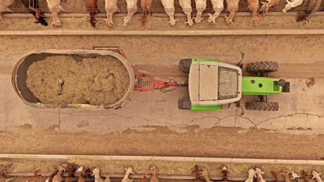 Steakflation: Warum Rindfleisch in Amerika „schweineteuer“ ist
