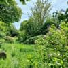 Groene oase in Berchem bedreigd: Saffierpark moet mogelijk wijken voor laatste stuk F11-fietsostrade