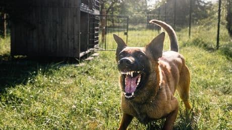 Dog trainer's alert to new owners about these five breeds