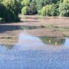 Rätselhafte Wasserpflanze in Berlins City West: Was wächst denn da im Lietzensee?