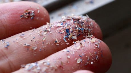 Scientists fear Britain’s entire food chain contaminated as study finds microplastics in bugs