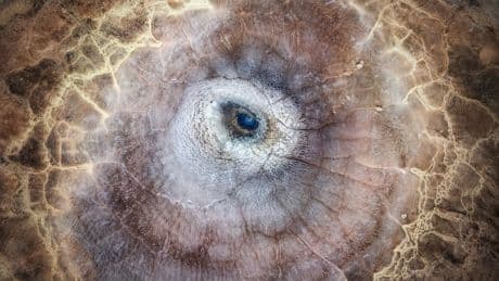 Erkennen Sie, was das ist? - Im Auge der Natur