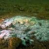 Massale sterfte onder zeesterren duurt al ruim tien jaar. Nu is eindelijk de veroorzaker ontdekt