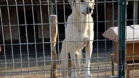 Osmangazi Belediyesinden barınakta köpeklerin öldürüldüğü iddiasına açıklama
