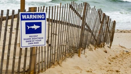 Majorca beach evacuated after elderly swimmer attacked by savage fish
