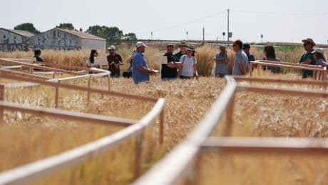 Cervezas Damm impulsa un proyecto para desarrollar una cebada más resistente al cambio climático