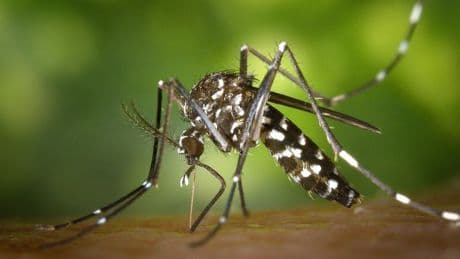 West Nile, Dengue e Chikungunya: le differenze tra le infezioni da puntura di zanzara