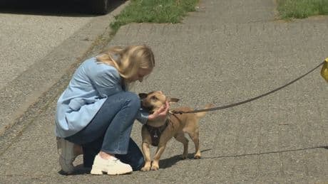 Pets languishing in Vancouver shelter due to no-social media policy, volunteer says