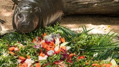 Thaïlande: le bébé hippopotame Moo Deng fête son premier anniversaire en grande pompe