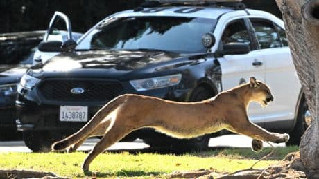 How changes in California culture have influenced the evolution of wild animals in Los Angeles