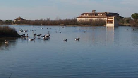 Confirman la muerte por gripe aviar de ocho patos en las Lagunas de Villafáfila