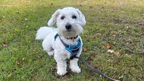 Hund Lui sucht liebevolles Zuhause nach Fehlstart in Nürnberg