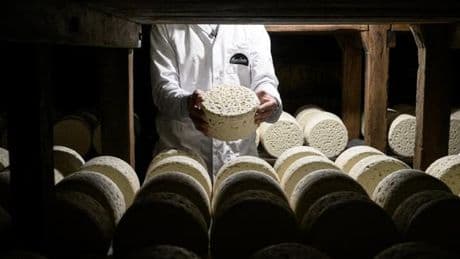 Derrière les 100 ans de l’appellation roquefort, la mainmise de l’agro-industrie et une érosion des ventes
