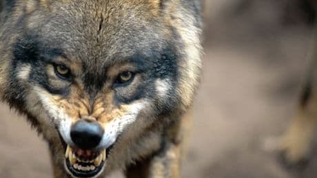 Wolf greift Sechsjährigen in Wald nahe Utrecht an