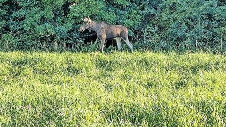 In Österreich: Der völlig unbeeindruckte Emil