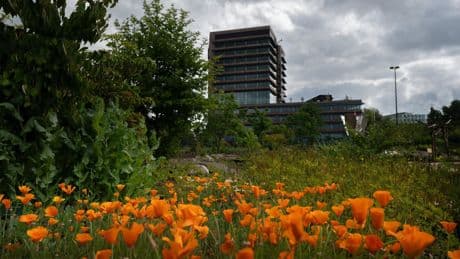 In de Utrechtse Evolutietuin kom je dicht bij de oerbossen van miljoenen jaren geleden