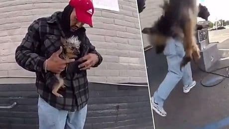 Crimineel gooit hondje naar politie en gijzelt vrouw tijdens vluchtpoging