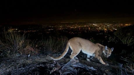 Child airlifted to hospital after mountain lion attack on popular National Park trail